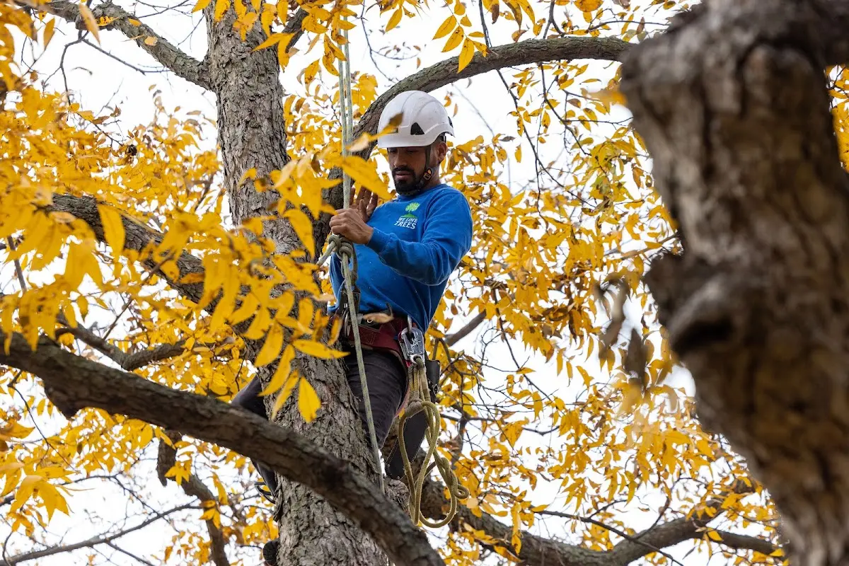 Skilled Emergency Tree Service crew working in Arlington